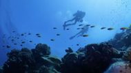 All The Sharks, Image Source - Netflix